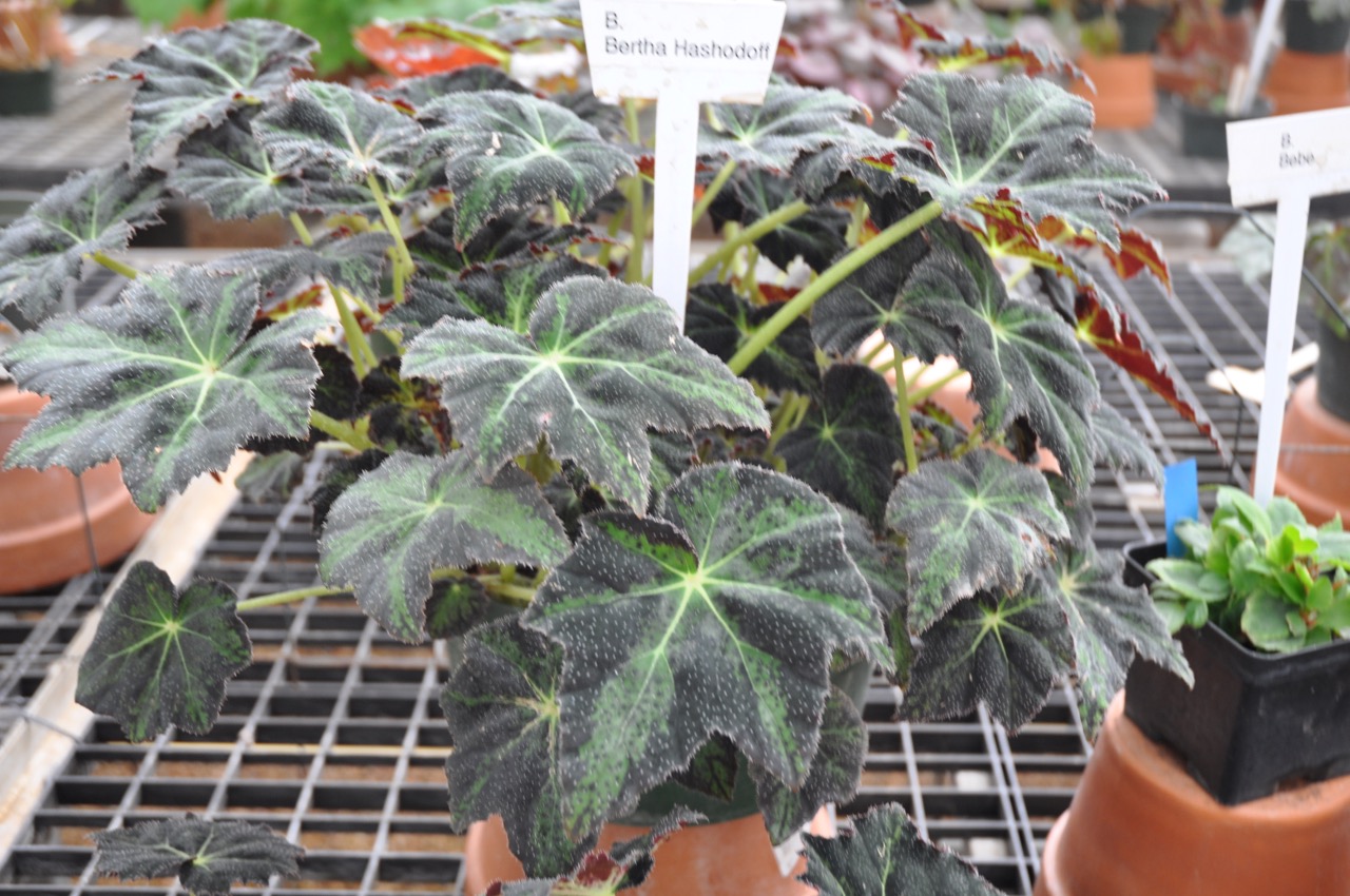 B. ‘Bertha Hashodoff’